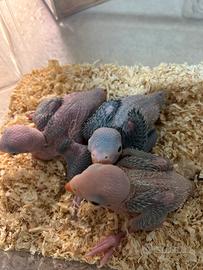 Parrocchetti dal collare pulli