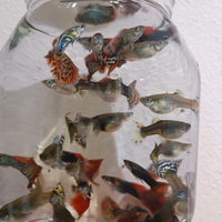 Pesci tropicali acquario (Guppy, Platy, Ancistrus)