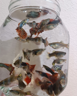 Pesci tropicali acquario (Guppy, Platy, Ancistrus)