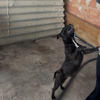 Staffordshire Bull Terrier Per Monta