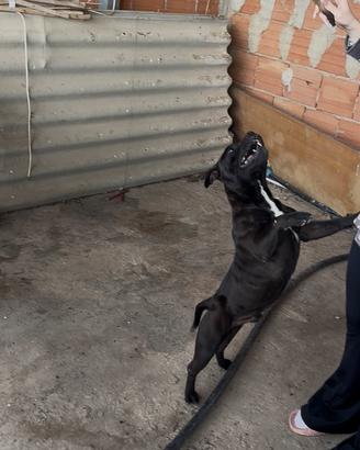 Staffordshire Bull Terrier Per Monta