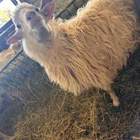 Arieti ARR/ARR Razza Sarda