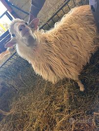 Arieti ARR/ARR Razza Sarda