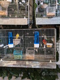 Cardellino venezuelano e canarina spagnola