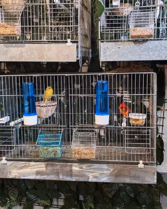 Cardellino venezuelano e canarina spagnola