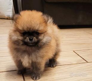 Cuccioli di spitz pomerania maschi e femmine