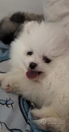 Spitz Pomerania tea COUPE