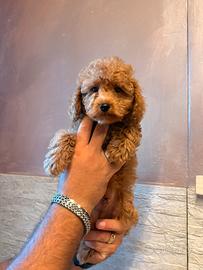 Cuccioli di Barboncino toy