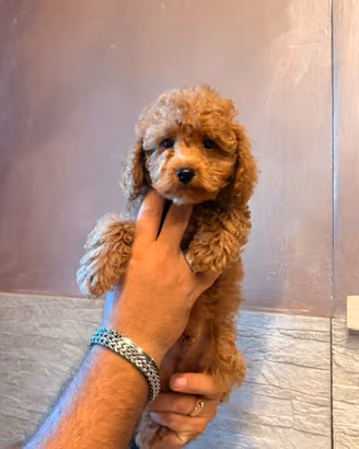 Cuccioli di Barboncino toy