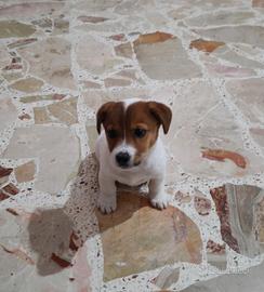 Jack Russell