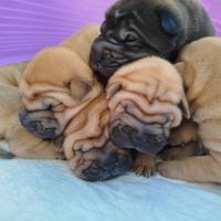 Cuccioli Shar Pei