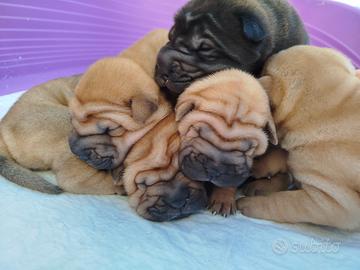 Cuccioli Shar Pei