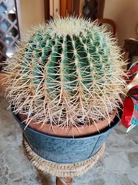 cactus, cuscino della suocera 
