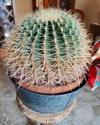 cactus, cuscino della suocera 