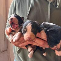 Cuccioli di pastore australiano