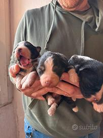 Cuccioli di pastore australiano