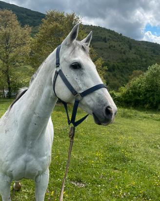 Cavalla argentina super doma
