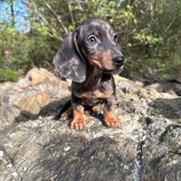 Bassotto tedesco nano e kaninchen