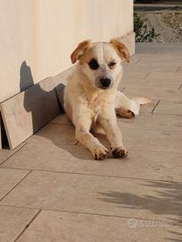 Cagnolini in adozione