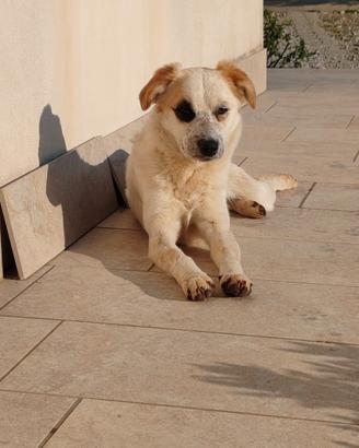Cagnolini in adozione