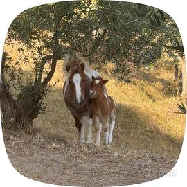 pony femmina
