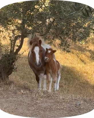 pony femmina