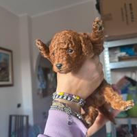 Barboncino Mini Toy e Toy