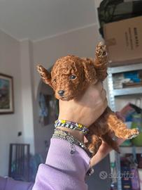 Barboncino Mini Toy e Toy