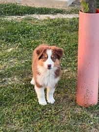 Cuccioli Australian Shepherd
