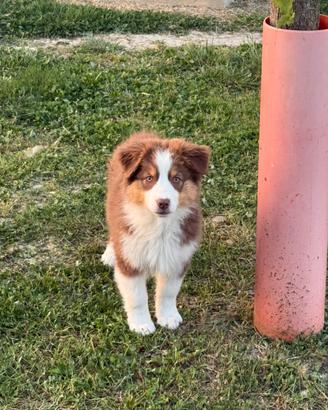 Cuccioli Australian Shepherd