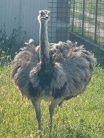 Struzzi emu nandu