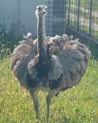 Struzzi emu nandu