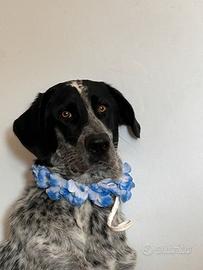 Cane dolce