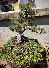 Bonsai Pino Pentaphylla – 25 Anni