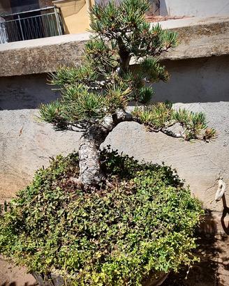 Bonsai Pino Pentaphylla – 25 Anni
