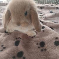 Coniglietto ariete nano miniloop