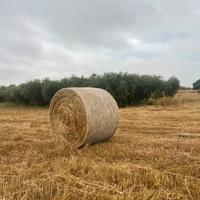 Balle di avena e fieno spontaneo