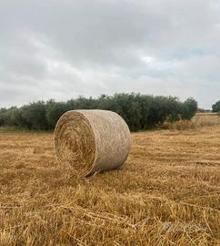 Balle di avena e fieno spontaneo