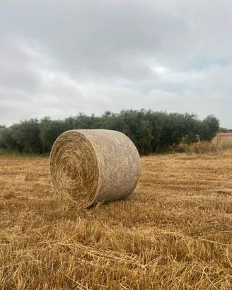 Balle di avena e fieno spontaneo