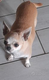 Femmina adulta chihuahua