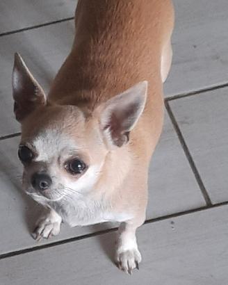 Femmina adulta chihuahua