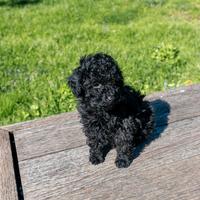 Disponibile cucciolo di barboncino toy 2 mesi