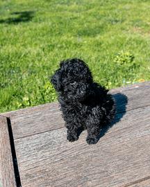 Disponibile cucciolo di barboncino toy 2 mesi