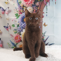 British Shorthair Azzurri