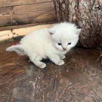 Ragdoll con pedigree