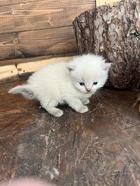 Ragdoll con pedigree
