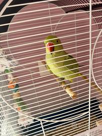 Parrocchetto dal collare