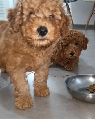Cucciolo di barboncino toy RED disponibile