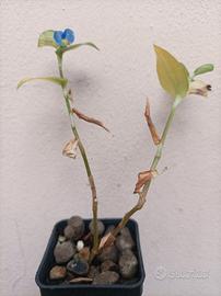 Tradescantia commelina erecta (fiore blu)