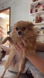 Spiz Pomerania miniCani